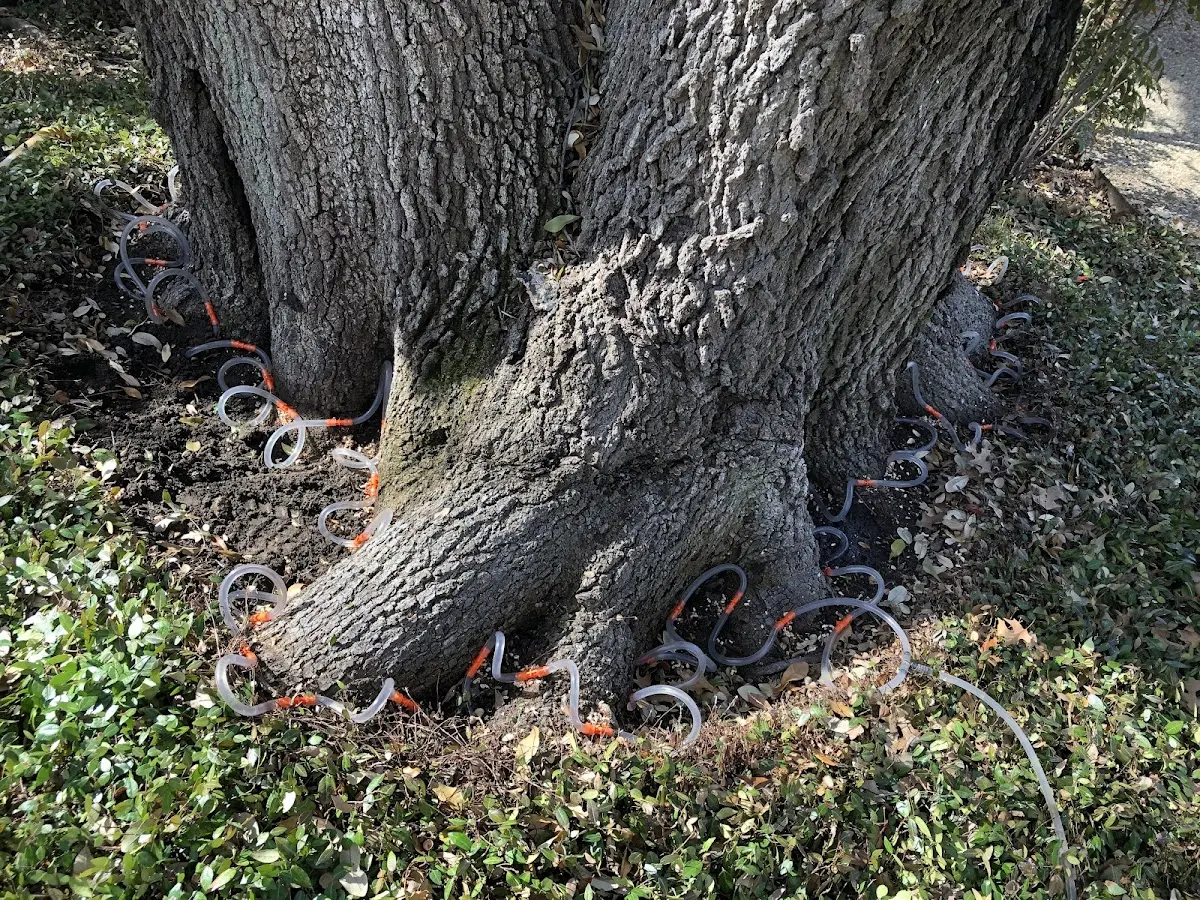 Detailed Tree Cabling and Bracing job site in Stanford