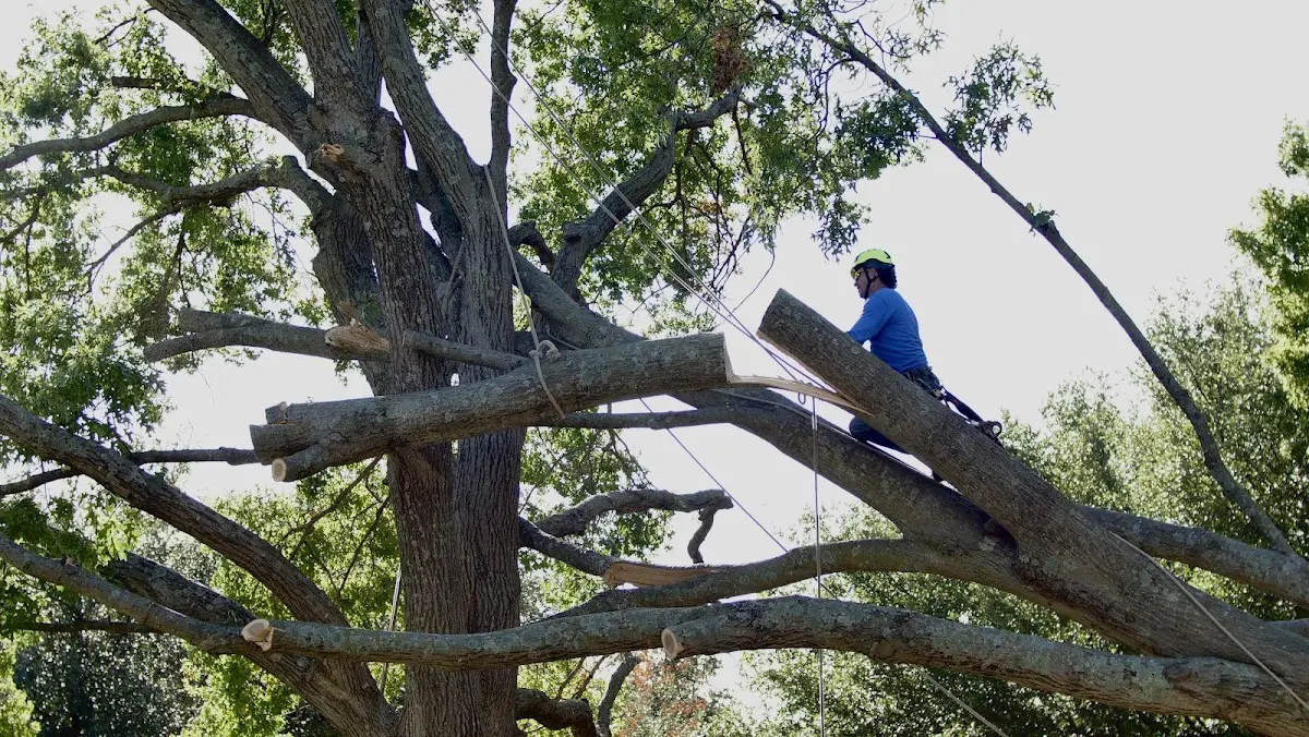 Professional Hazardous Tree Removal performed by certified arborists in Stanford