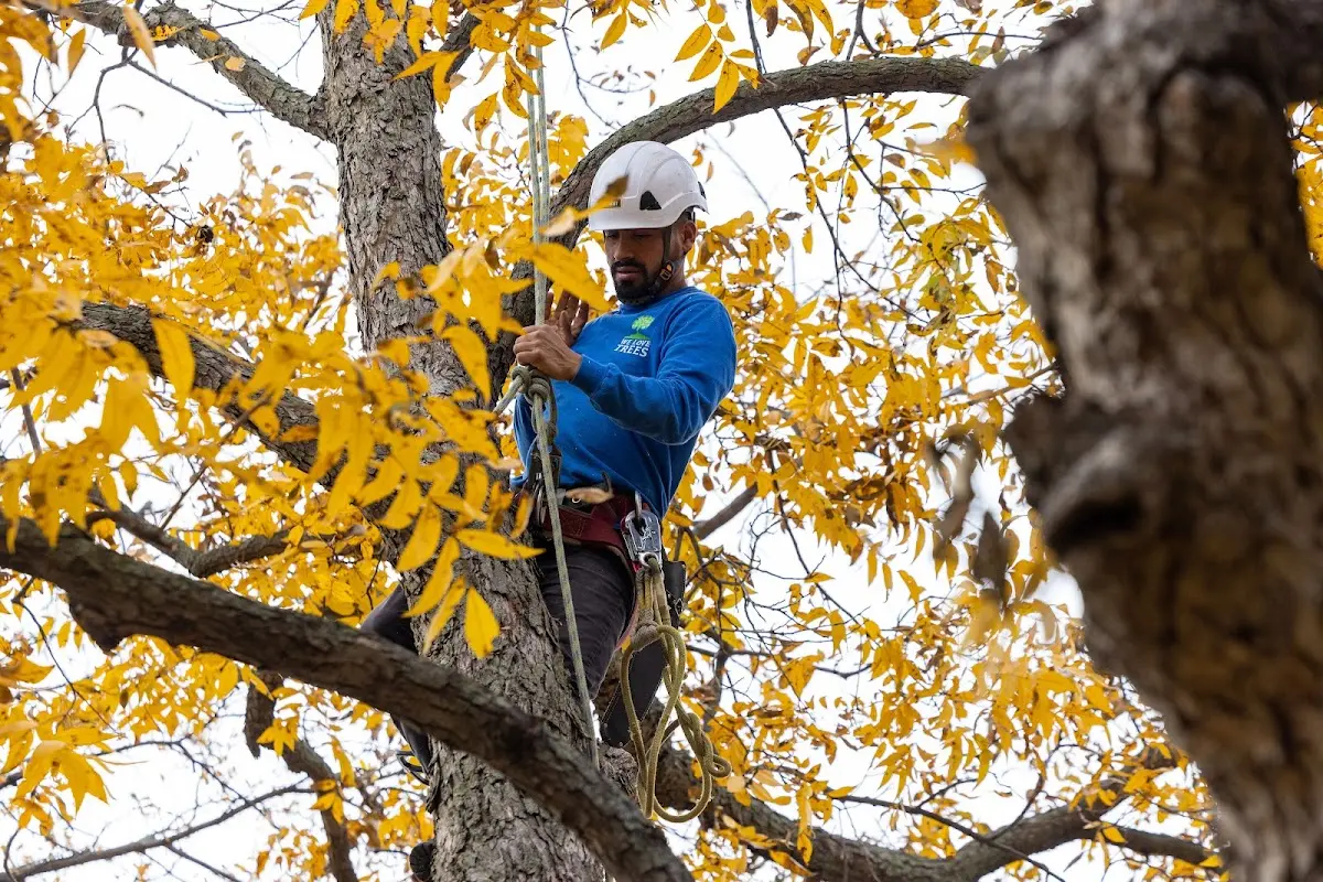 Skilled Dead Tree Removal crew working in Stanford